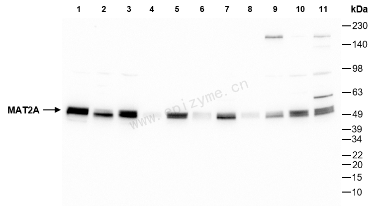 Anti-MAT2A Rabbit mAb [19J18H18]