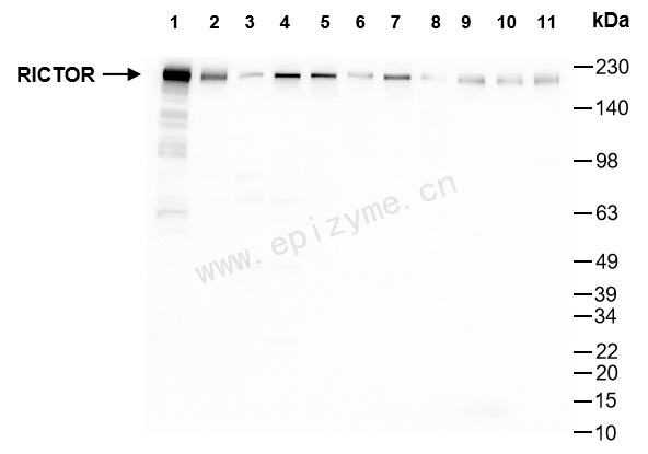 Anti-RICTOR Rabbit mAb [37I68J50]