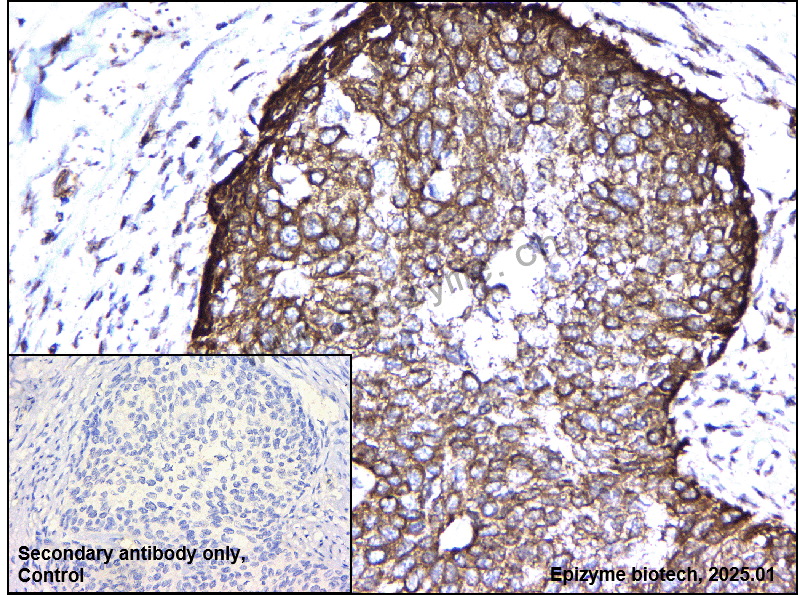 Anti-GM130 Rabbit mAb [45G95G69]