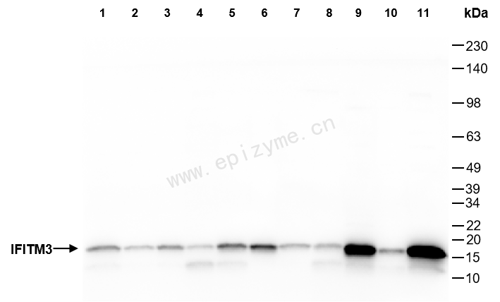 Anti-LC3A Rabbit mAb [13G54T49]