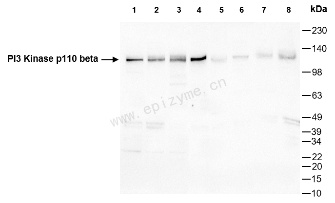 Anti-PI3 Kinase p110 beta Rabbit mAb [87H21R26]