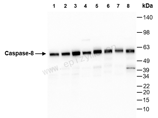 Anti-Caspase 8 Rabbit mAb [57A97C50]