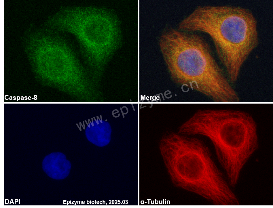 Anti-Caspase 8 Rabbit mAb [57A97C50]