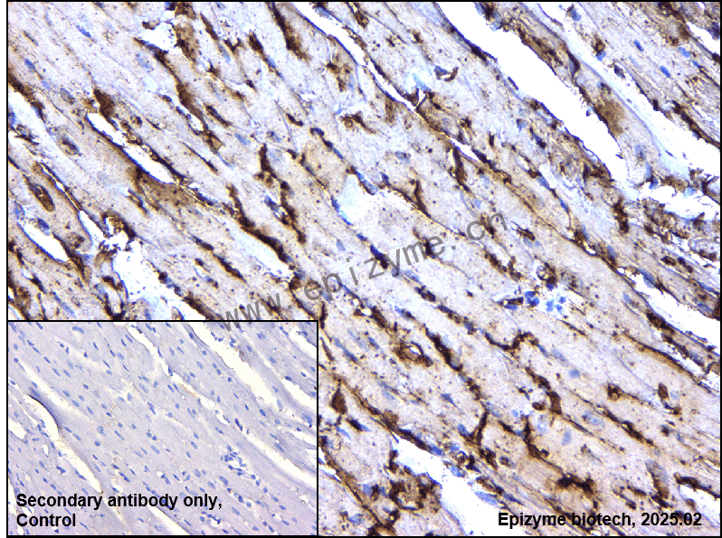 Anti-SESN1 Rabbit mAb [18T40M37]
