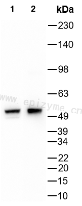 Anti-p53 Rabbit mAb [88T68J59]