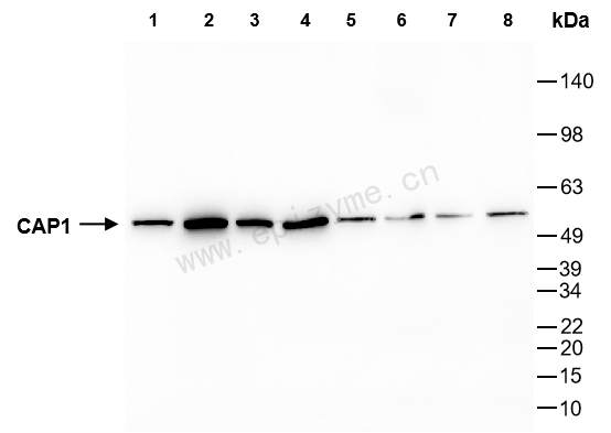 Anti-CAP1 Rabbit mAb [39H63I59]