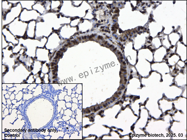 Anti-C14orf169/NO66 Rabbit mAb [63T90M41]