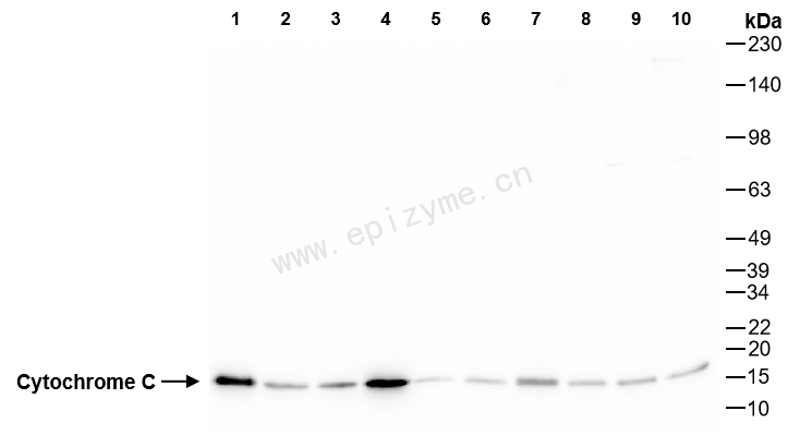 Anti-Cytochrome C Rabbit mAb [54C49D48]