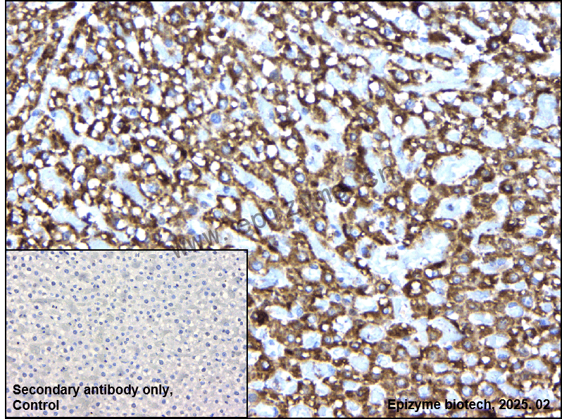 Anti-Cytochrome C Rabbit mAb [54C49D48]