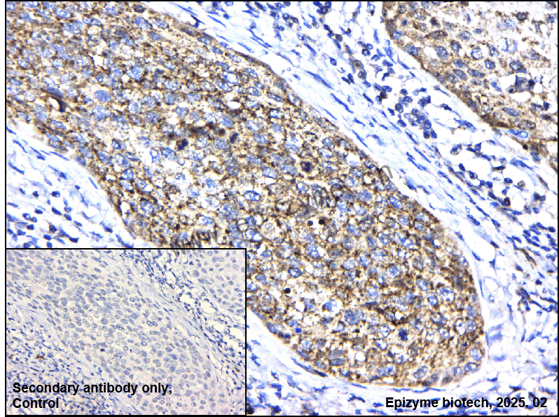 Anti-Cytochrome C Rabbit mAb [54C49D48]