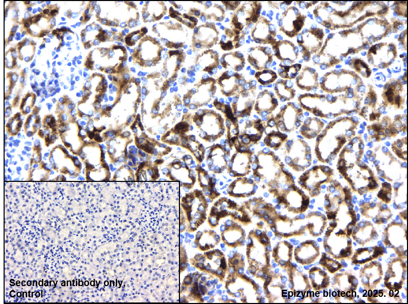 Anti-Cytochrome C Rabbit mAb [54C49D48]