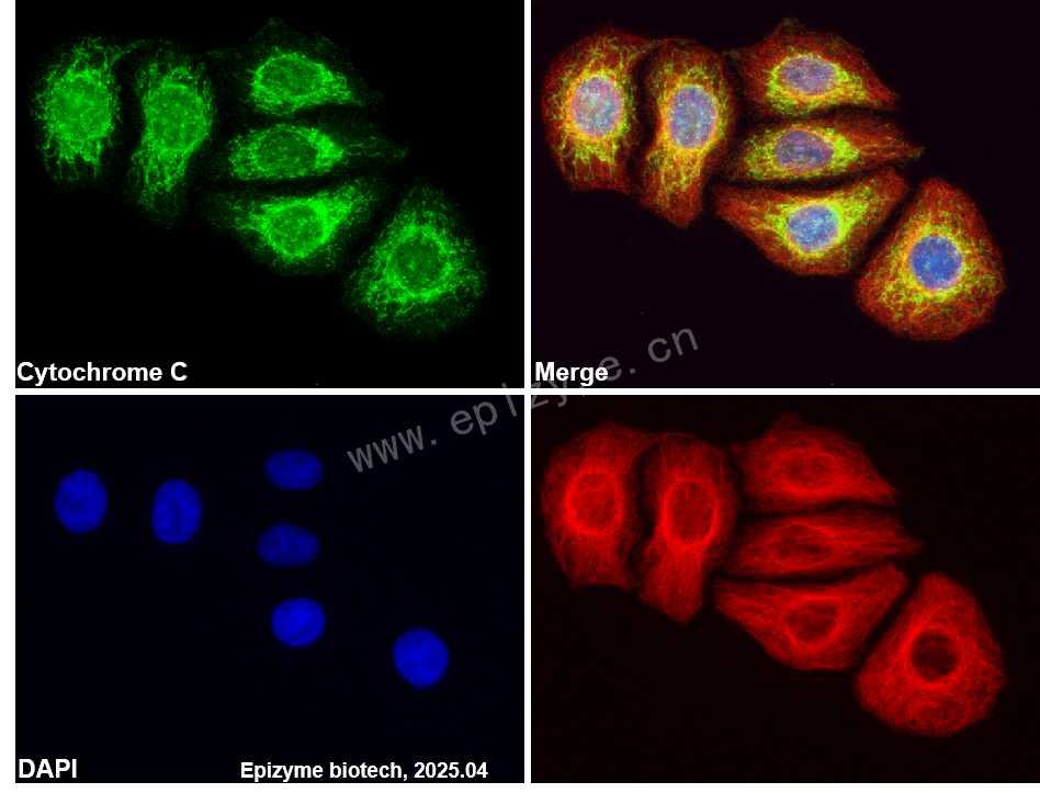 Anti-Cytochrome C Rabbit mAb [54C49D48]