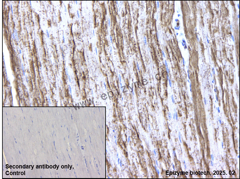 Anti-RAB7 Rabbit mAb [75K01T16]