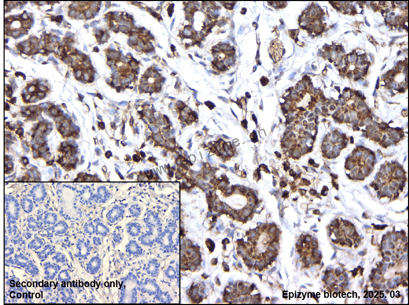 Anti-IKKi/IKKe Rabbit mAb [15E63C87]