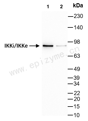 Anti-IKKi/IKKe Rabbit mAb [15E63C87]