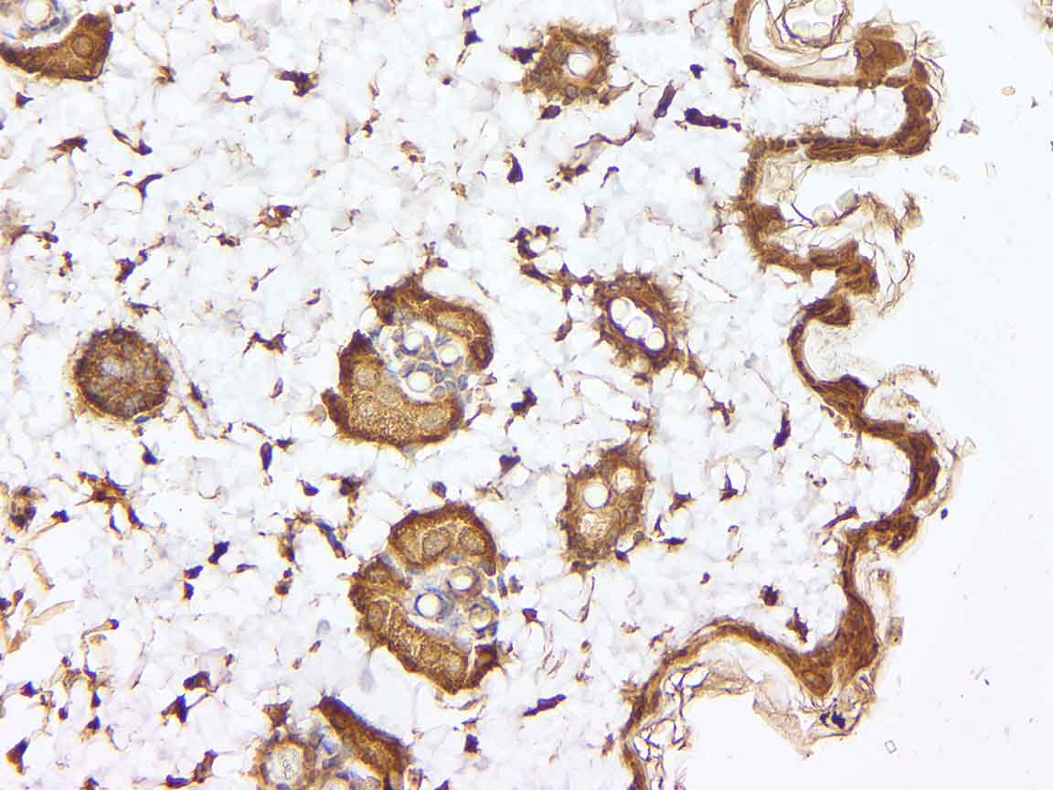 Anti-HSP60 Rabbit pAb