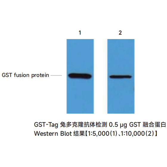 GST-Tag兔多克隆抗体