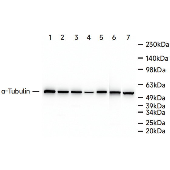 α-tubulin兔单克隆抗体