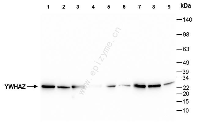 Anti-14-3-3 zeta Mouse mAb [77D48L02]