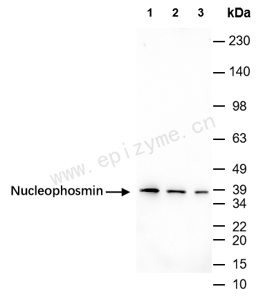 Anti-Nucleophosmin Rabbit mAb [47K12K10]