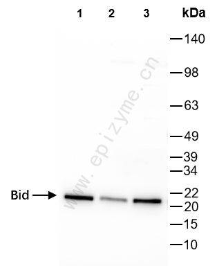 Anti-Bid Rabbit mAb [83L44M25]