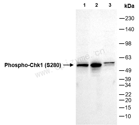 Anti-Phospho-Chk1 (Ser280) Rabbit mAb [30I72T48]