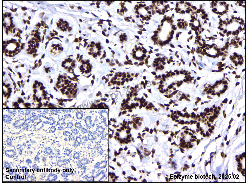 Anti-Phospho-c-Jun (Ser73)/JunD (Ser100) Rabbit mAb [15B01H06]