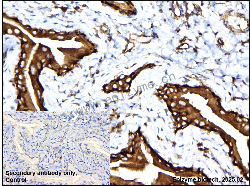 Anti-Phospho-eIF4B (Ser406) Rabbit mAb [67Q83F64]