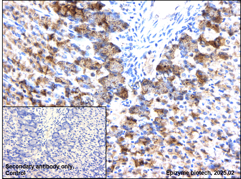 Anti-Phospho-eIF4E (Ser209) Rabbit mAb [56N47C29]