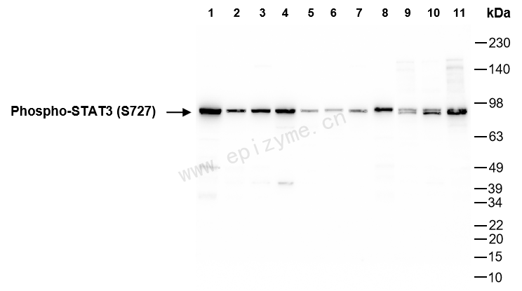 Anti-Phospho-STAT3 (Ser727) Rabbit mAb [14I11Q01]