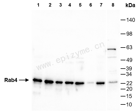 Anti-Rab4 Rabbit mAb [42R09G23]