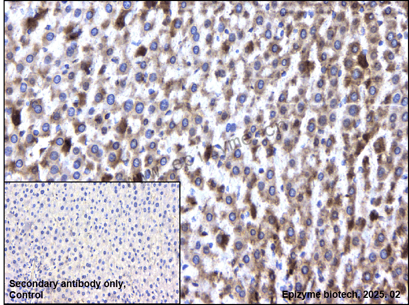 Anti-Rab4 Rabbit mAb [42R09G23]