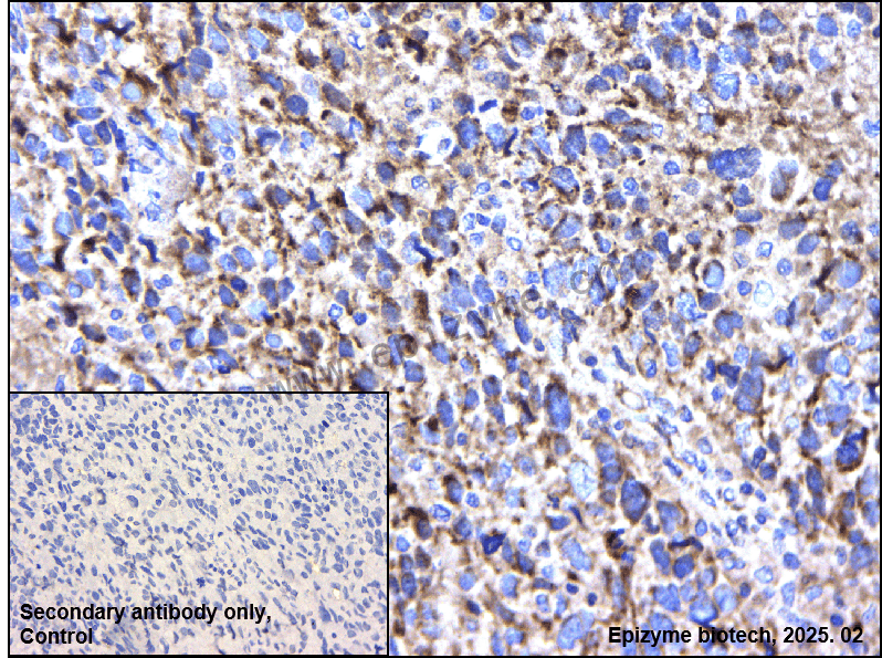 Anti-Rab4 Rabbit mAb [42R09G23]