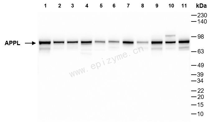 Anti-APPL Rabbit mAb [36G47Q69]