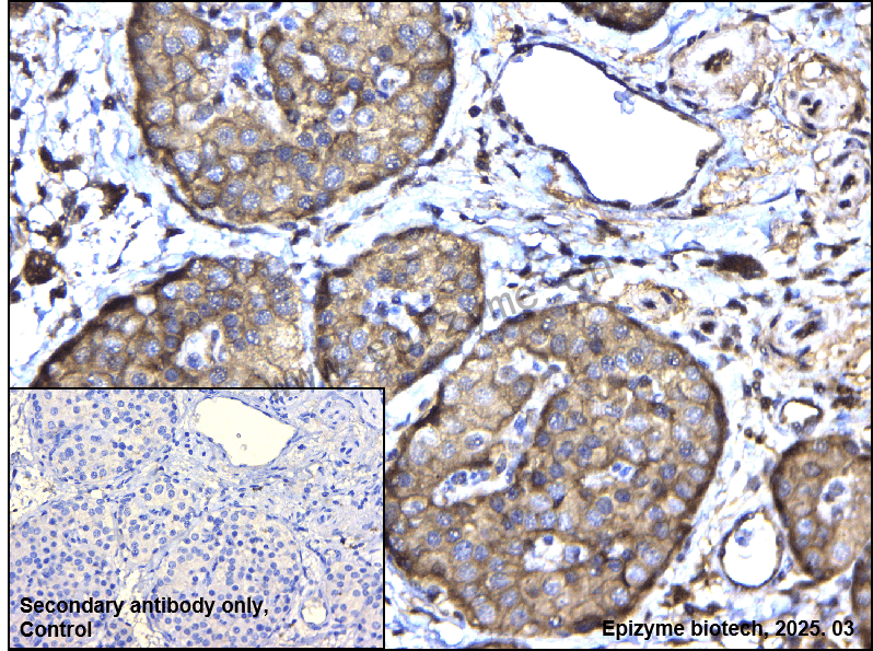 Anti-APPL Rabbit mAb [36G47Q69]
