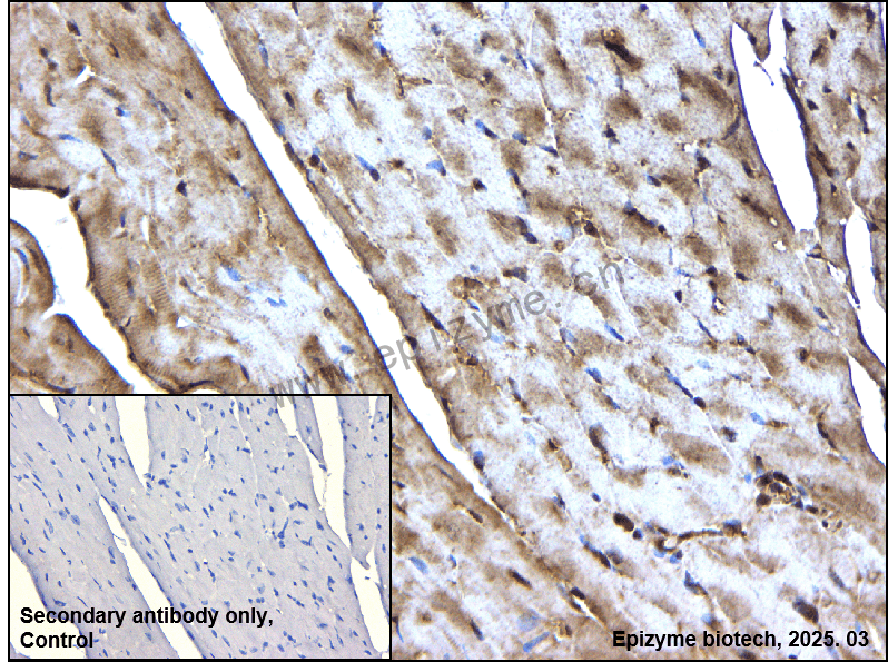 Anti-APPL Rabbit mAb [36G47Q69]