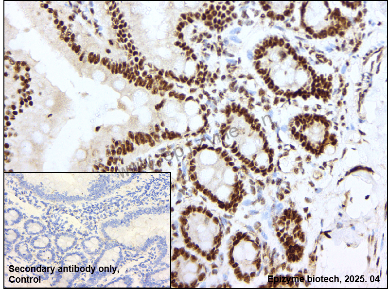 Anti-Phospho-JNK1/2/3 (Tyr185/Tyr185/Tyr223) Rabbit mAb [97D11J71]