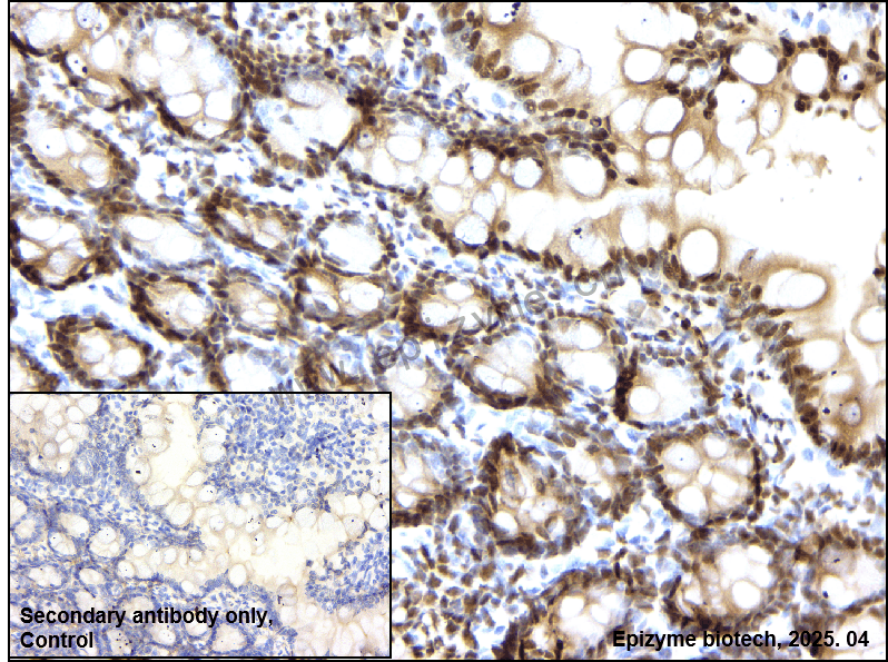 Anti-Phospho-PLK1 (Thr210) Rabbit mAb [87Q55F41]