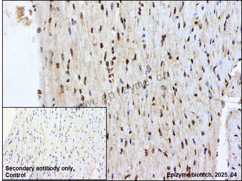 Anti-Phospho-SHP2 (Tyr542) Rabbit mAb [15L32H99]
