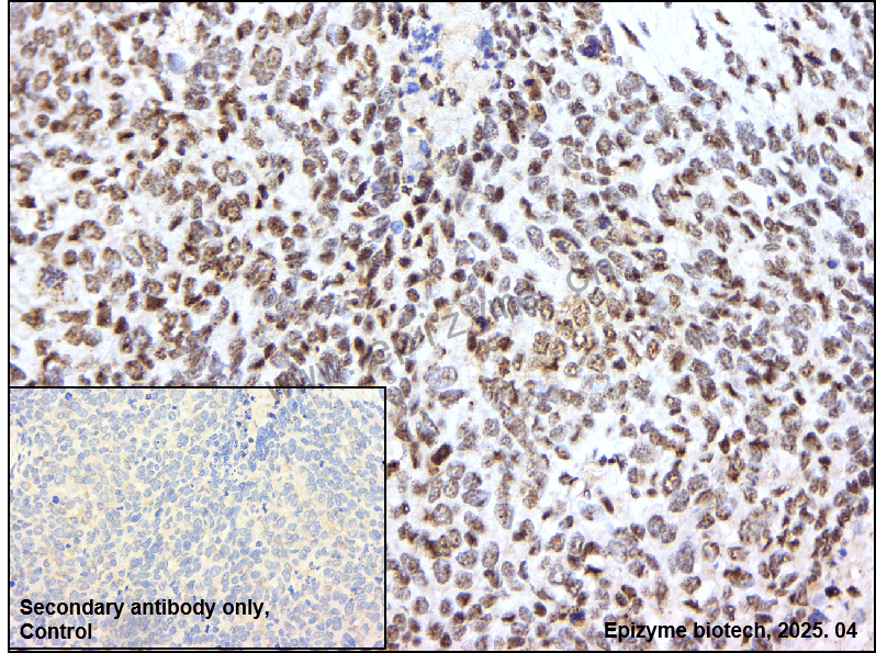 Anti-Phospho-SHP2 (Tyr542) Rabbit mAb [15L32H99]