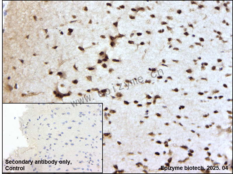 Anti-Phospho-SHP2 (Tyr542) Rabbit mAb [15L32H99]
