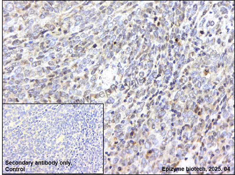 Anti-Phospho-SHP2 (Tyr582) Rabbit mAb [60Q04G38]