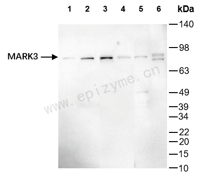 Anti-MARK3 Rabbit mAb [68A93I24]