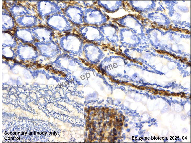 Anti-AMPK beta 1 Rabbit mAb [16F96B80]