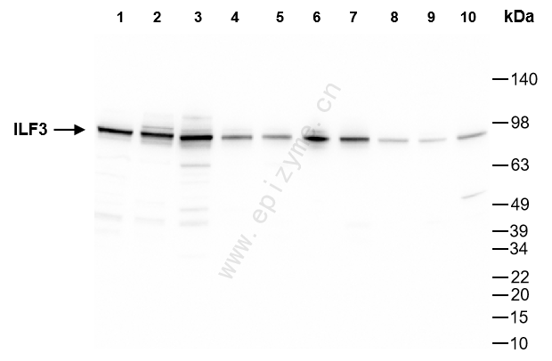 Anti-ILF3 Rabbit mAb [23D20H07]