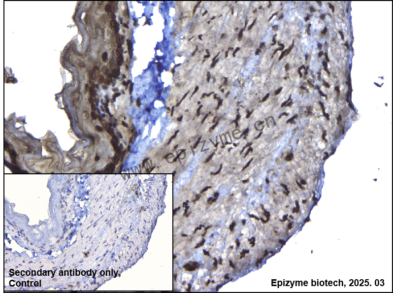 Anti-ILF3 Rabbit mAb [23D20H07]