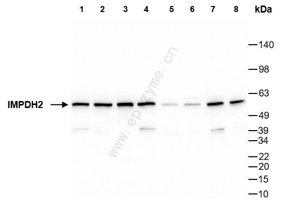 Anti-IMPDH2 Rabbit mAb [92B47K82]