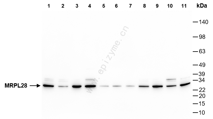 Anti-MRPL28 Rabbit mAb [10M04U47]