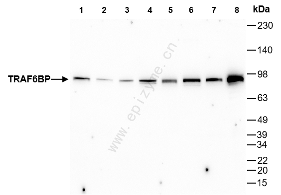 Anti-TRAF6BP/TAX1BP1 Rabbit mAb [91T40G35]