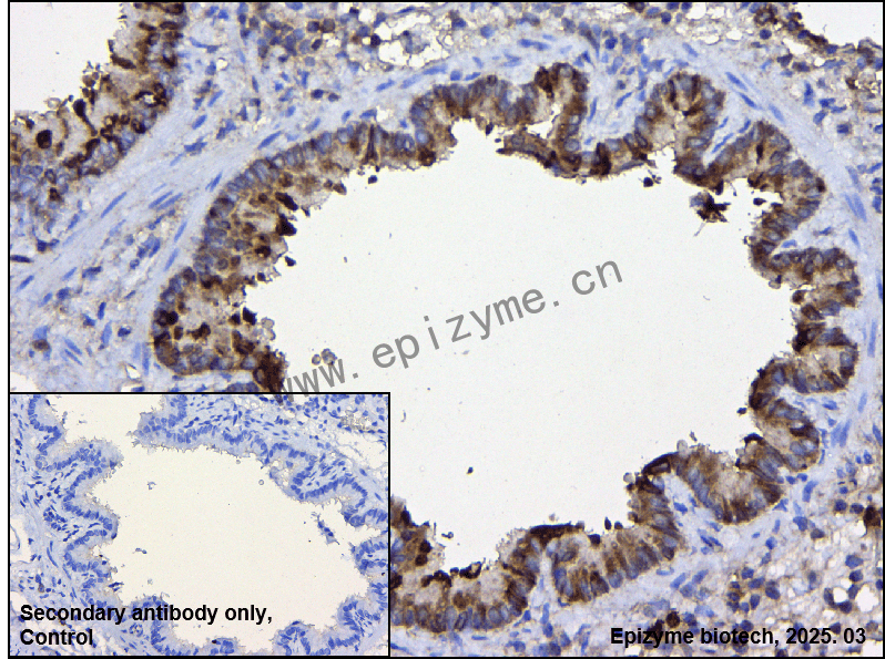 Anti-TRAF6BP/TAX1BP1 Rabbit mAb [91T40G35]